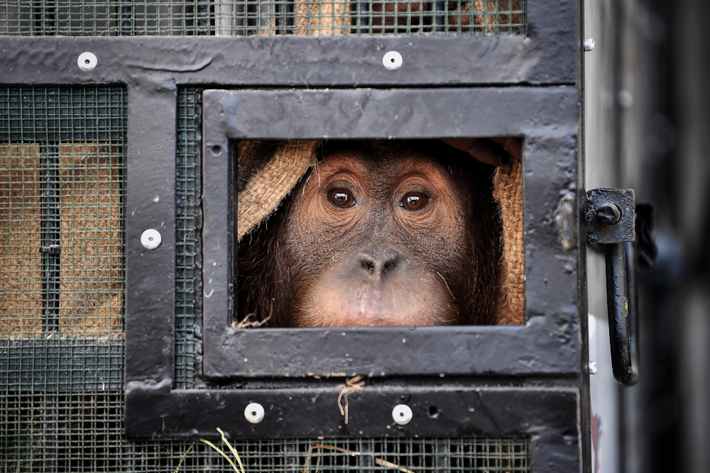 A Sumatran orangutan sits in a cage before being repatriated from Thailand to Indonesia after having been smuggled into the kingdom, at Suvarnabhumi Airport in Bangkok December 17, 2020. u00e2u20acu201d AFP picnn