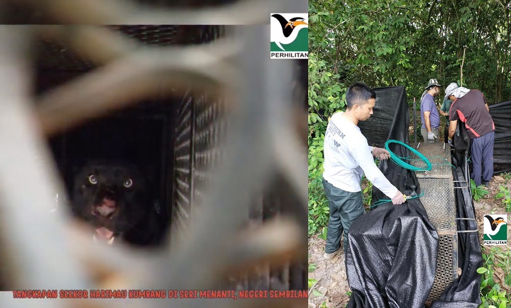 The animal will be relocated to its original habitat in the near future. u00e2u20acu201d Pictures from Facebook/perhilitanofficial