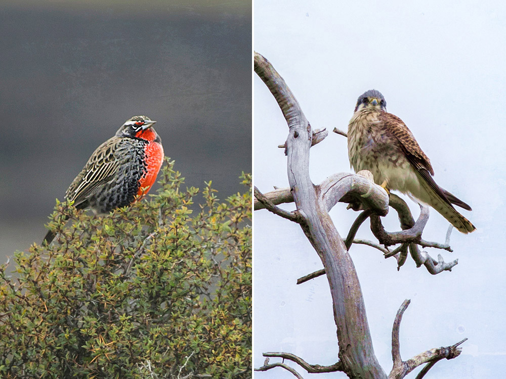 Birdwatching in Patagonia: Long-tailed meadowlark (left) and American kestrel (right).