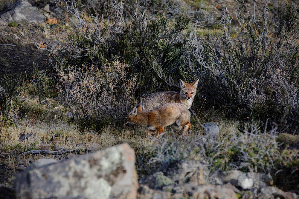 Patagonian grey foxes have a distinctive tawny coat.