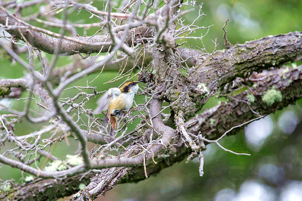 The thorn-tailed rayadito has a variety of different calls.