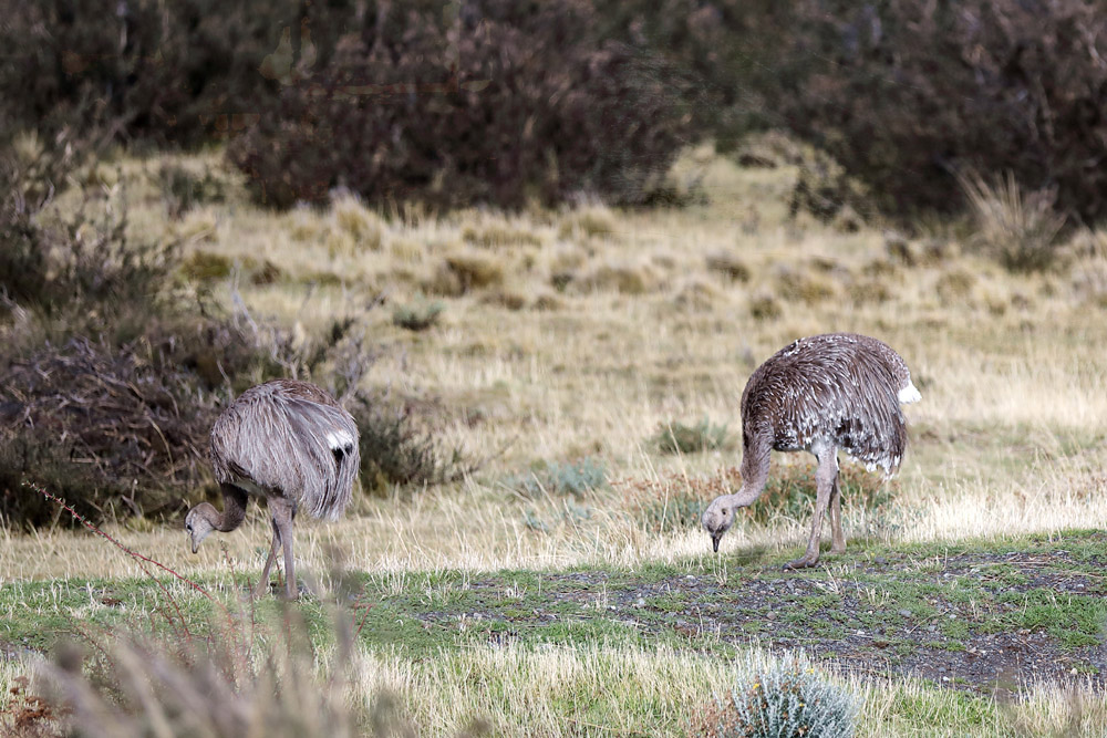 Rheas are large, flightless birds that are similar to an African ostrich or an Australian emu.