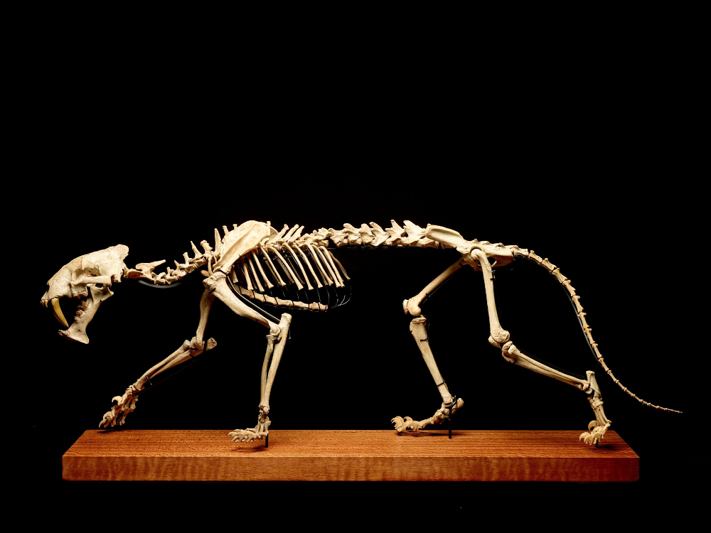 ‘Sabre-toothed tiger’ skeleton at Piguet auction house. — Picture courtesy of Piguet auction house via AFP-Relaxnews