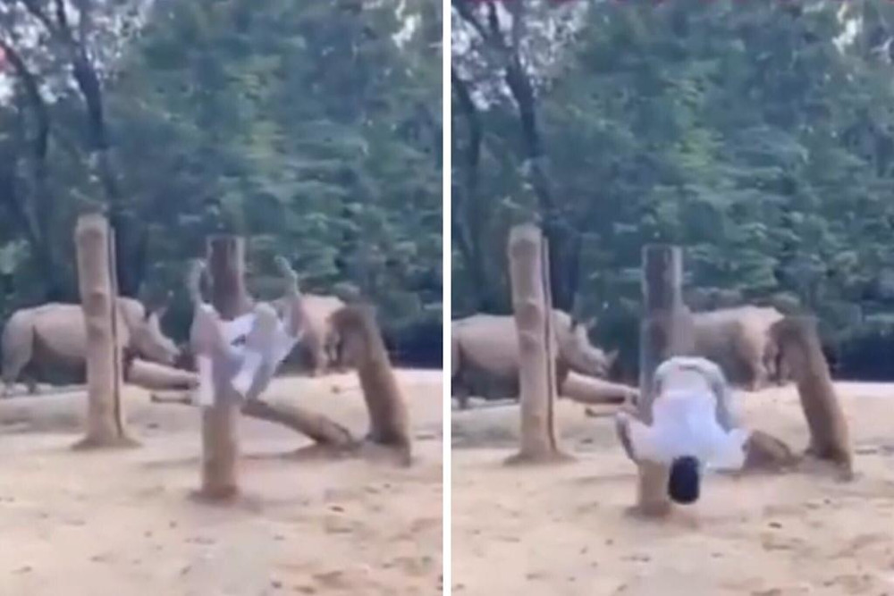 In a TikTok video uploaded by user @ralphwee_, the young man is seen getting into the enclosure, doing a backflip with two white rhinos in the background, and then quickly rushing to leap out of the fence. u00e2u20acu201d YouTube screenshot via TODAY 