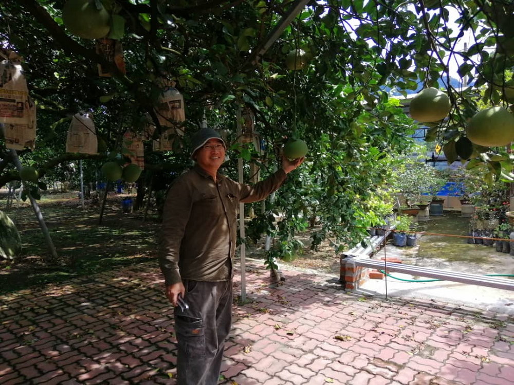 Visitors are at awe upon seeing the dropping pomelo fruits at Go Chin Pomelo Nature Park in Tambun, Ipoh.