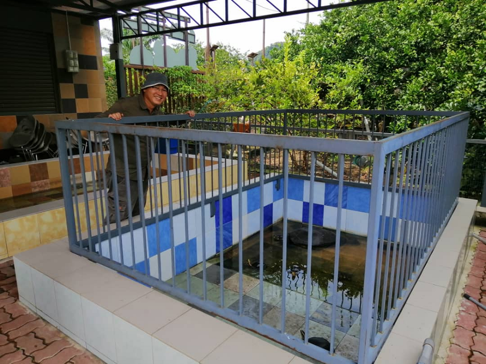 A mini zoo awaits visitors to Go Chin Pomelo Nature Park in Tambun, Ipoh.