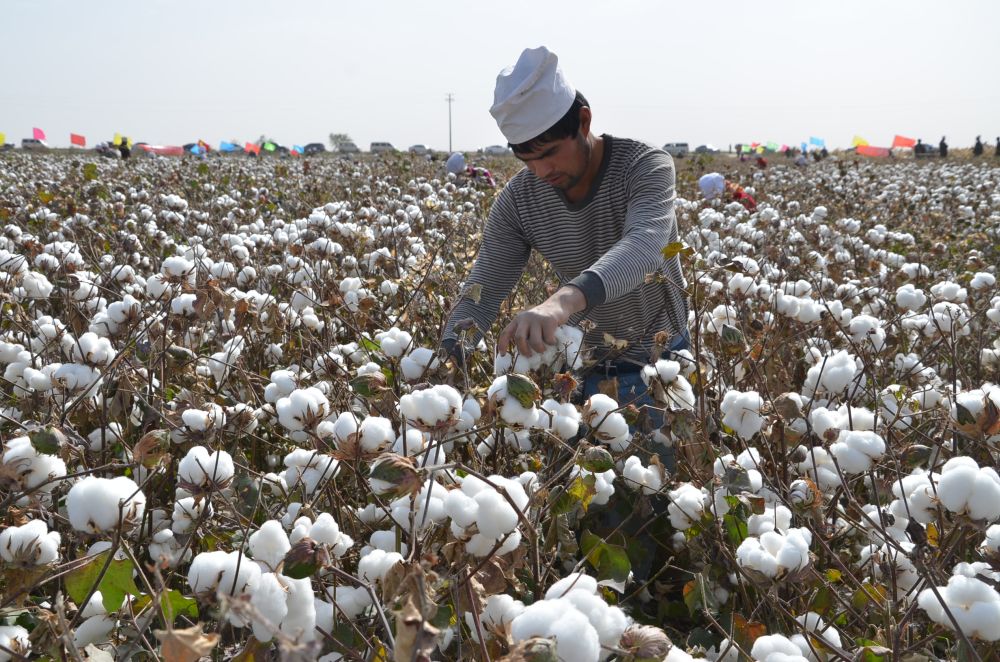 Chinese Uighur workers pick cotton in a field in Alar, northwest China's Xinjiang Uygur Autonomous Region, 16 October 2015. u00e2u20acu201d Reuters pic
