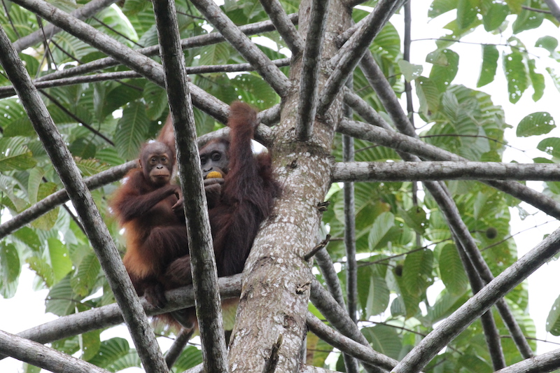 An orangutan named Piton and her baby Tyng observed at Bukit Piton in 2019. — Picture courtesy of WWF Malaysia