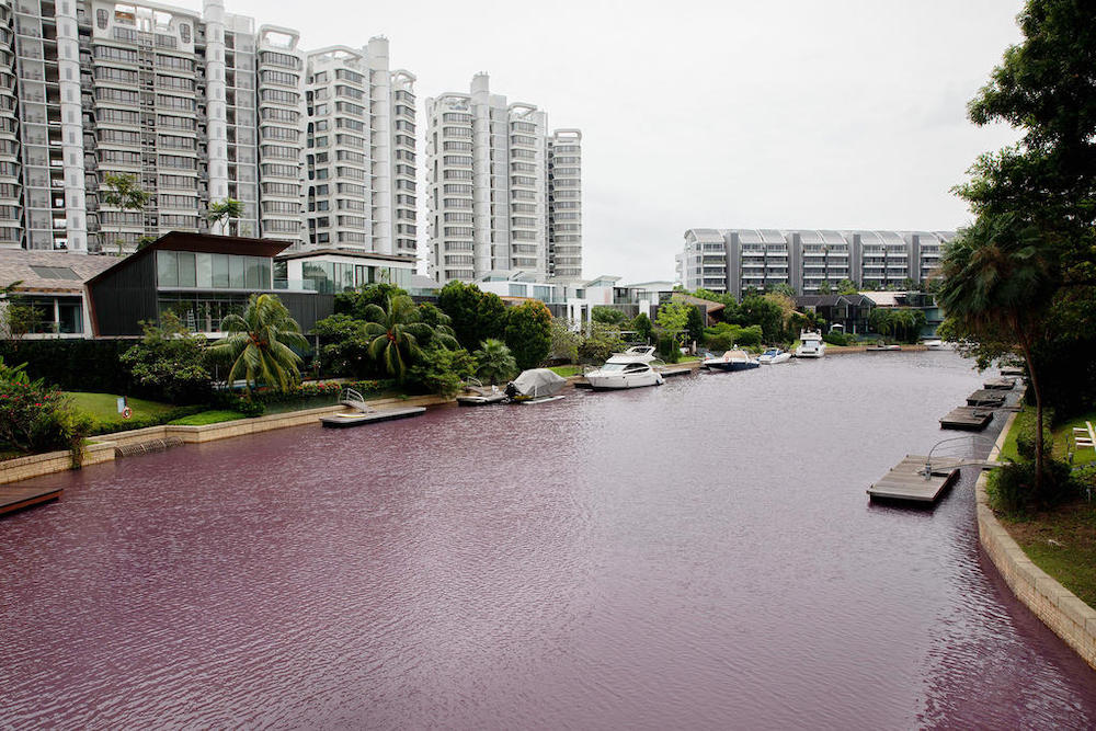 A photograph taken on January 14, 2020 of the waterway in Sentosa Cove that has turned pink. u00e2u20acu201d TODAY pic