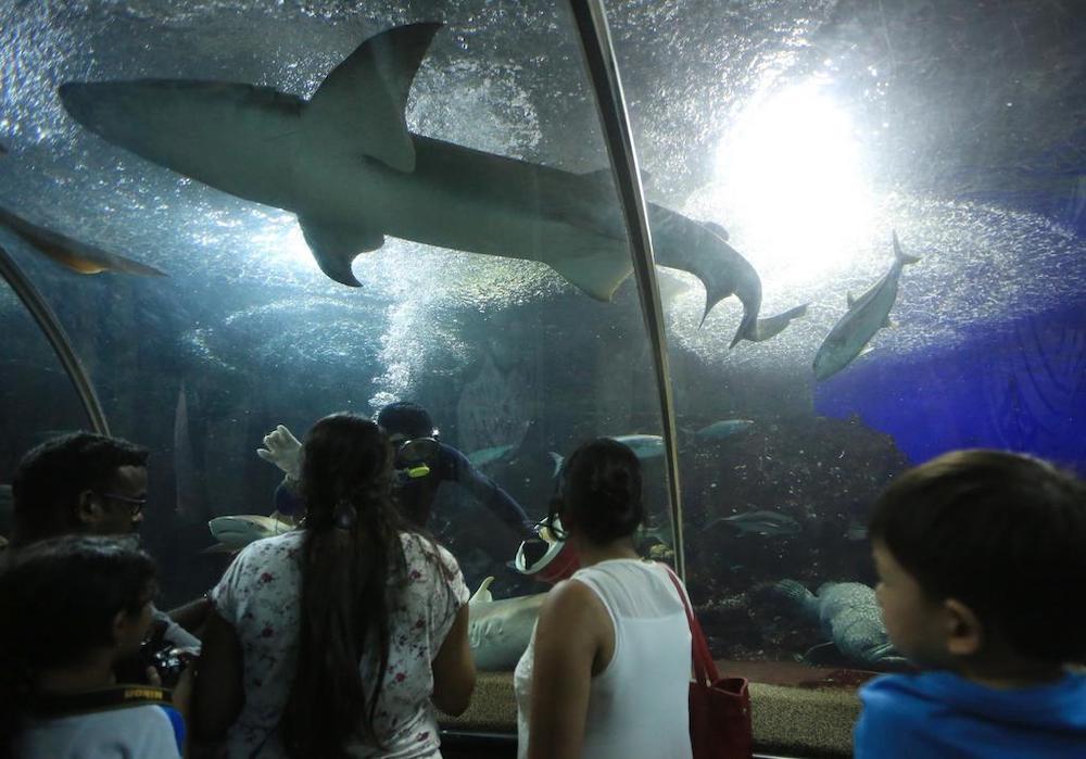 The court heard that the safe work procedures that the former Underwater World implemented for diving-related works were found to be inadequate. u00e2u20acu201d TODAY pic