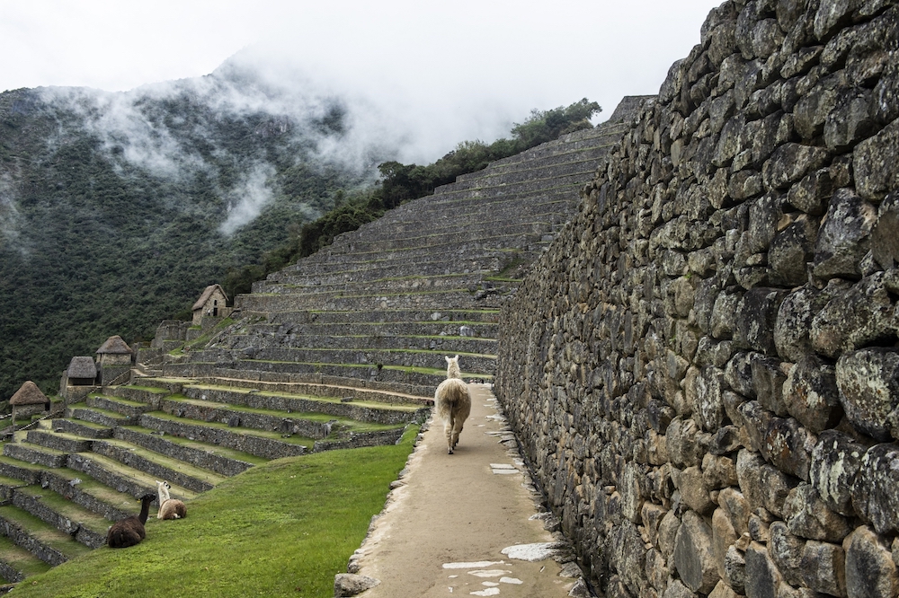 Nature has quickly replaced hordes of visitors at sites like Machu Picchu in Peru. u00e2u20acu201d AFP pic