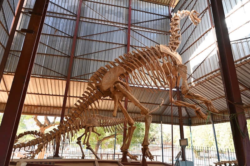 A general view of a dinosaur skeleton at the National Museum of Niger (MNN) or Boubou Hama Museum, which is also a zoo, in Niamey, Niger. u00e2u20acu201d AFP pic