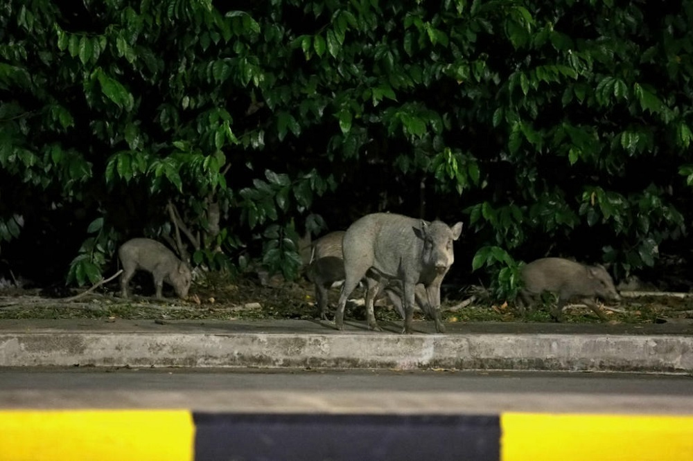 The National Parks Board said that feeding wild boars can cause the animals to become aggressive. u00e2u20acu201d TODAY pic