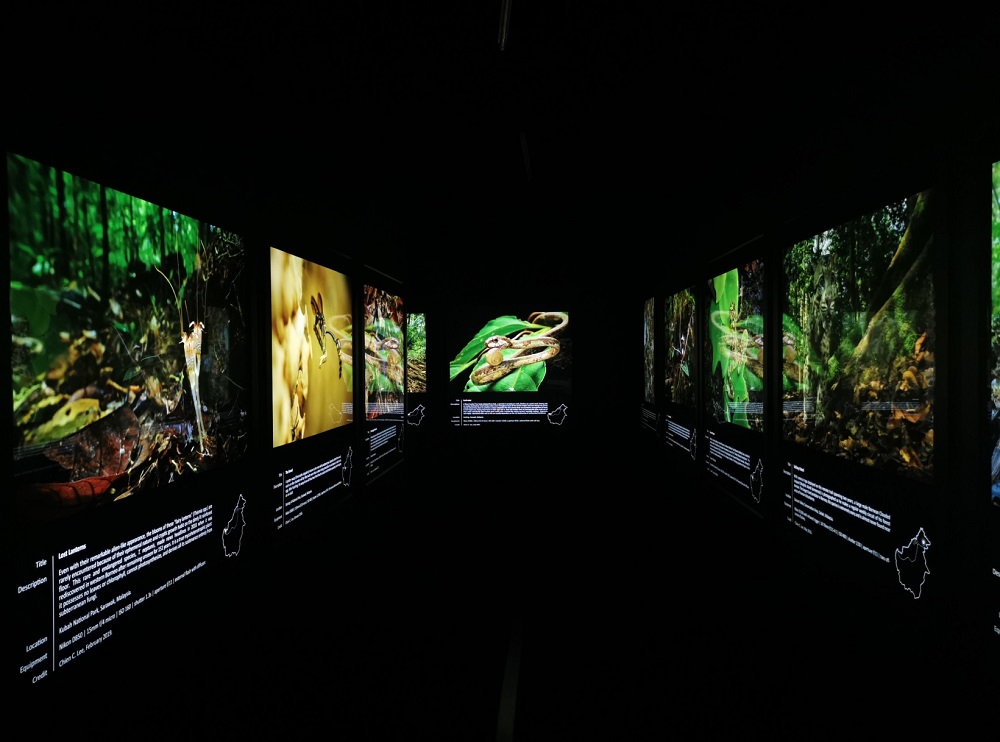 The exhibition has stunning images of new and lost species found in Borneou00e2u20acu2122s biodiverse ancient rainforests.  u00e2u20acu201d  Picture courtesy of GMBB