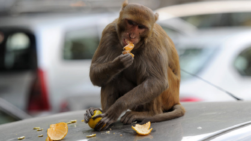 Monkeys have often been spotted in the Kledang Hill area, as locals and hikers continue to feed the animals. u00e2u20acu201d AFP pic