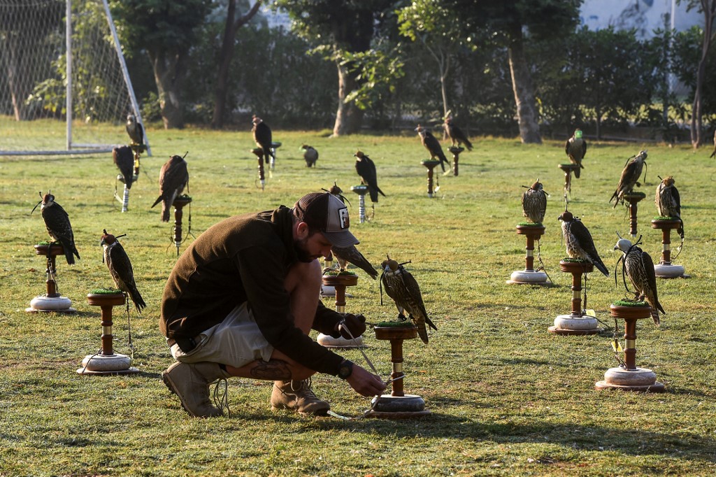 In this picture taken on November 23, 2020, Hielko Van Rijthoven, a conservationist working with Wings of Change examines one of the falcons seized by Pakistani authorities from smugglers, in the port city of Karachi. — AFP pic
