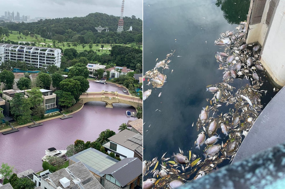 Waterways in the South Cove segment of Sentosa Cove turned pink (left) after scores of dead fishes (right) were seen last week. u00e2u20acu201d Picture by The Heron of the Green Barrels via TODAY