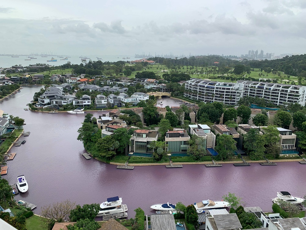The ‘pink’ waterways along the residential enclave of Sentosa Cove. — Picture by The Heron of the Green Barrels via TODAY