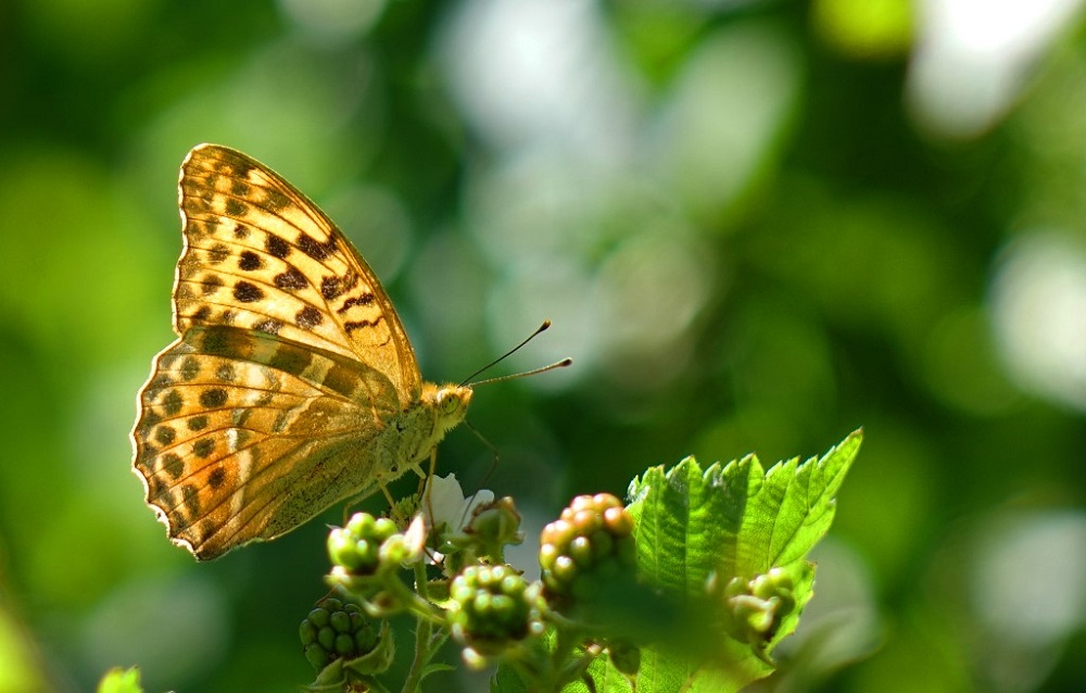 This handout picture taken in June 2018 released on January 19, 2021 by the Lund University shows a Silver-washed fritillary butterfly close to the Lund University field station Stensoffa, outside Lund, in Southern Sweden. u00e2u20acu201d AFP pic