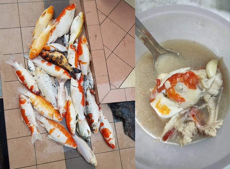 Omeychua said the koi fish tasted like u00e2u20acu02dcikan patin.u00e2u20acu2122 u00e2u20acu201d Pictures via Facebook/amanda.omeychua21