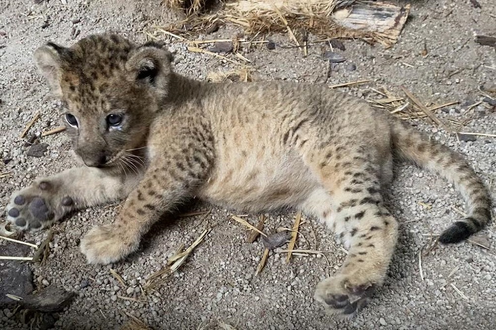The male lion cub, which was conceived through assisted reproduction, at the Wildlife Healthcare and Research Centre in Singapore Zoo in Singapore. u00e2u20acu201d Picture by Wildlife Reserves Singapore via TODAY