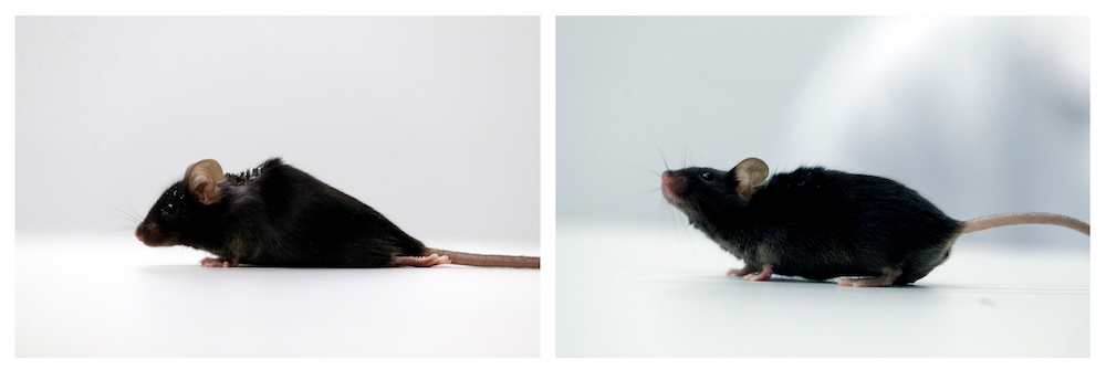 A combination picture shows a paralysed mouse (left) and a former-paralysed one in a lab at Ruhr University, where scientists discovered a way to restore the ability to walk in mice that had been paralysed, January 21, 2021. u00e2u20acu201d Reuters pic