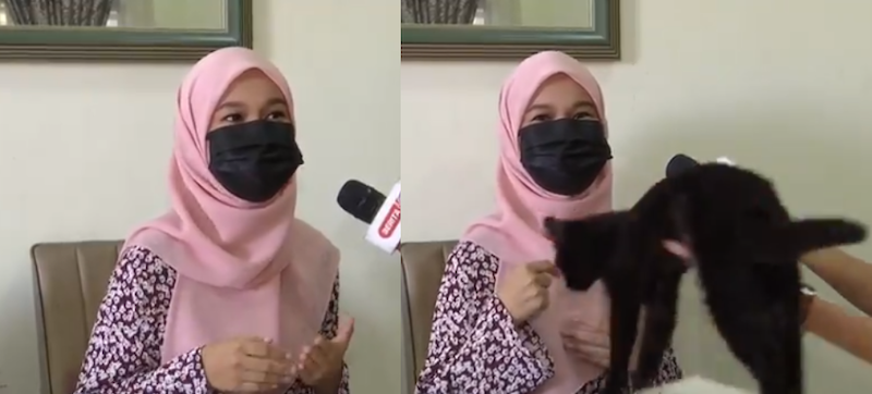 Cat to the rescue! Never say you're bored in front of your cat. u00e2u20acu201d Screenshot via Twitter/@soyoulikeart