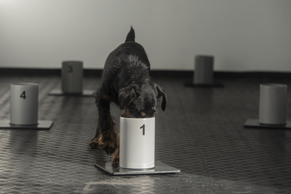A jagd Terrier dog named Renda sniffs inside a bin marked with the number one at the training centre for Covid-19 sniffing dogs, in Kliny village, near the Czech-German border, January 22, 2021. u00e2u20acu201d AFP pic