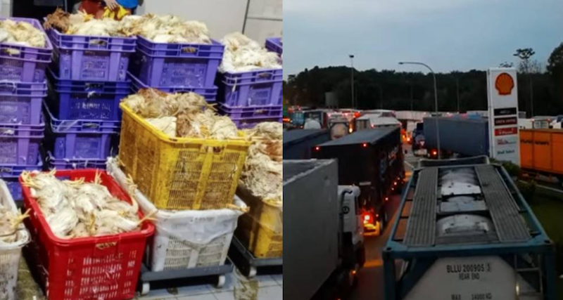 Thousands of chickens died on their way to Singapore last week after long delays at Tuas checkpoint. u00e2u20acu201d PIcture courtesy of Twitter/mothership.sg