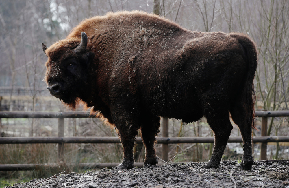 A bison is seen at Wildwood Trust, Wild Animal Park, Blean Woods, Canterbury, Britain, January 27, 2021. u00e2u20acu201d Reuters pic 