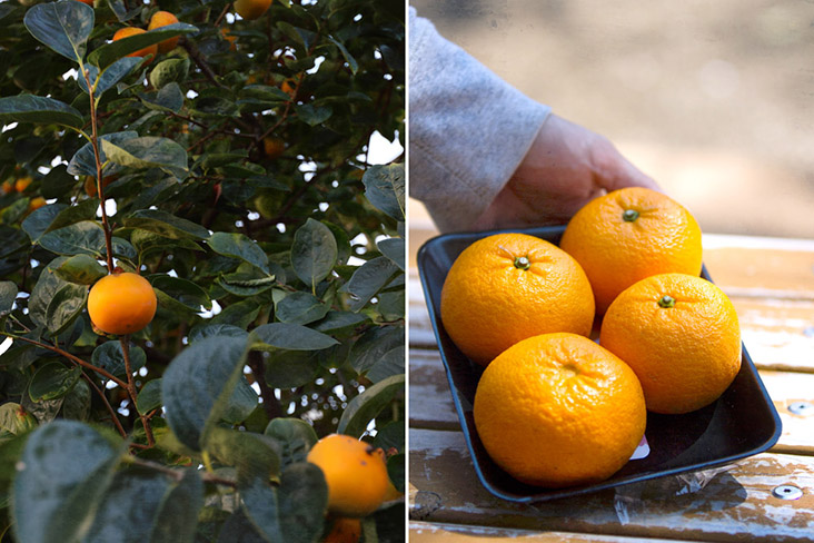 Evergreen citrus trees offer a cornucopia of fruits such as 'mikan' and 'yuzu.'