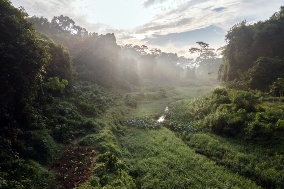 In October last year, an online petition to preserve Clementi Forest, which has been zoned for residential use since 1998, was put up after drone footage capturing the beauty of the forest went viral on social media. — Photo courtesy of Brice Li