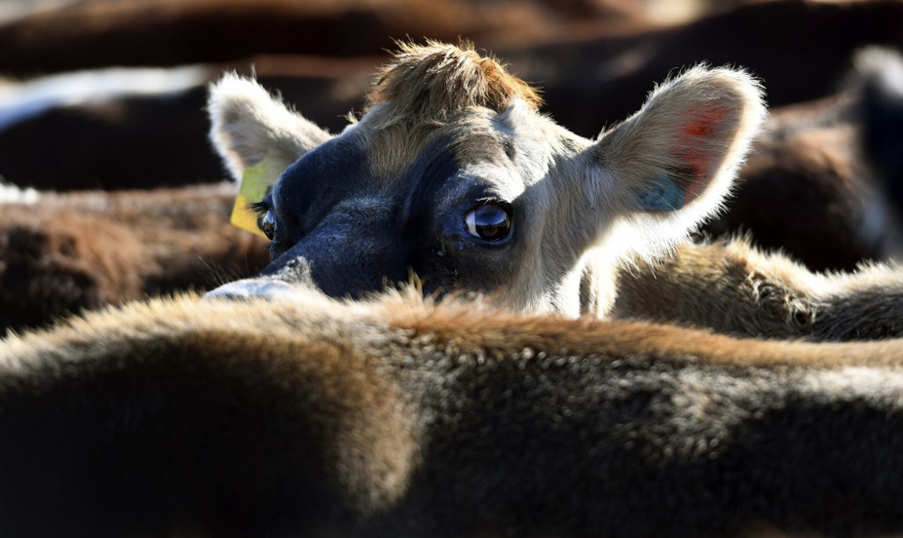 New Zealand unveiled a blueprint today to phase out petrol-powered cars while its dairy industry must slash cow numbers under the ambitious plan to be carbon neutral by 2050. u00e2u20acu201d AFP pic