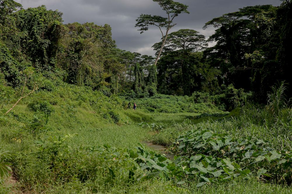 While the nature community at large is glad for the positive attention the forest is receiving, environmentalists have urged visitors to be mindful of their presence to minimise ecological impact on it. — TODAY pic