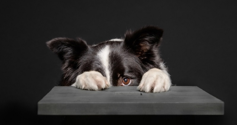 Two canines 'participated' in this study: Whisky (a Border Collie from Norway) and Vicky Nina, a Yorkshire from Brazil. u00e2u20acu2022 IStock.com/AFP pic