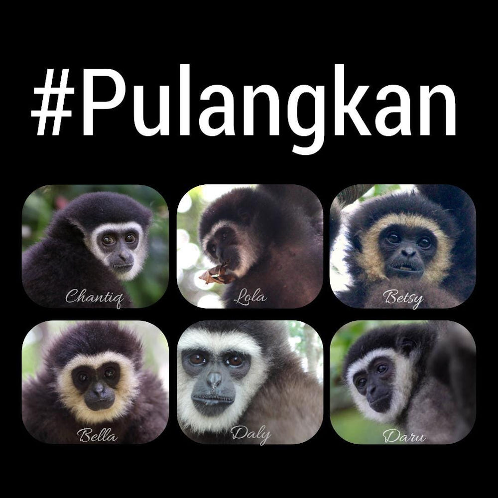 Mariani is still pursuing an appeal at the Federal Court against the Court of Appeal, with her lawyer saying that this meant that the gibbons were seized despite the ongoing court dispute. — Picture via Facebook