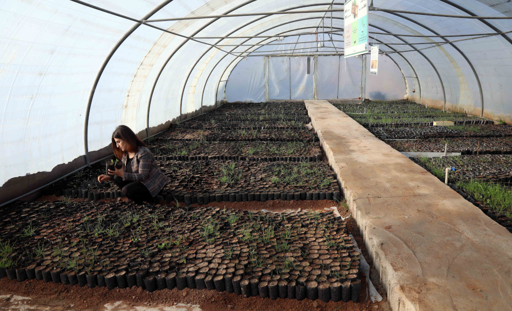 Rawanduzi sits surrounded by oak saplings at a nursery in Arbil, the capital of the northern Iraqi Kurdish autonomous region, January 12, 2021. — AFP pic 