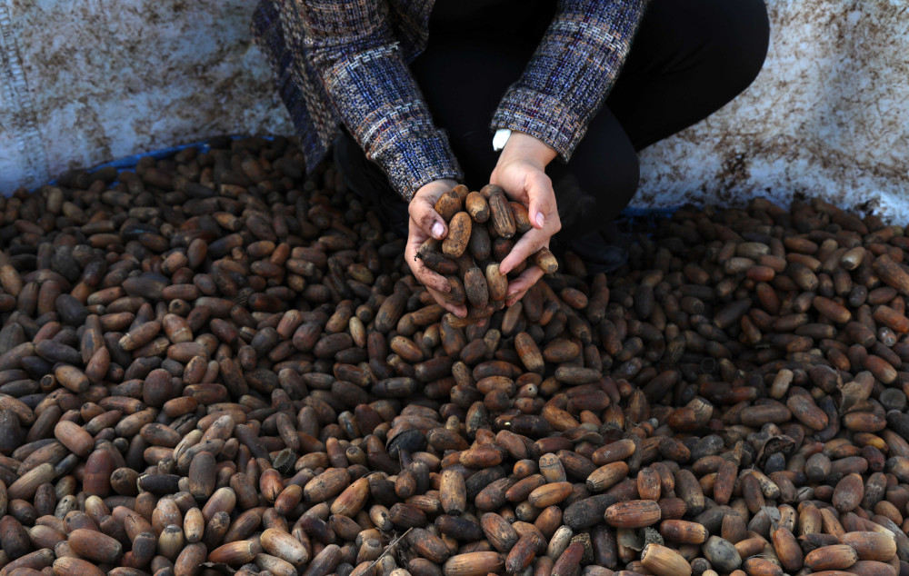 Iraqi Kurdish Delband Rawanduzi holds oak acorns at a nursery in Arbil, the capital of the northern Iraqi Kurdish autonomous region, January 12, 2021. u00e2u20acu201d AFP pic 