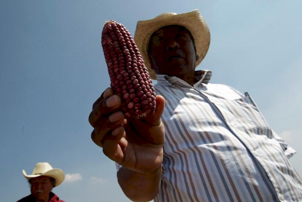 A farmer holds a corn cob in Otzolotepec, on the outskirts of Mexico City, February 7, 2017. u00e2u20acu201d Reuters pic