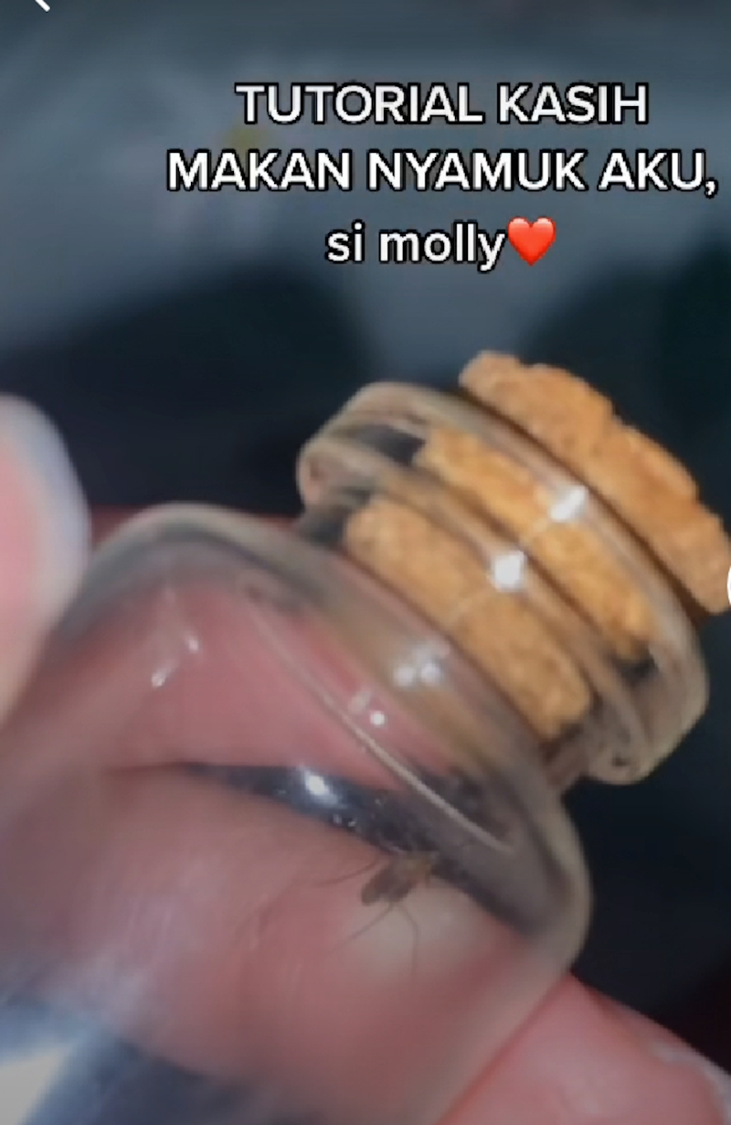 TikTok users left baffled after an Indonesian girl shared a tutorial on how she fed her pet mosquito. u00e2u20acu201d Screenshot from TikTok/MichFin