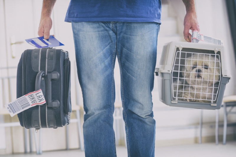 Pet owners in mainland Britain will now have to get an animal health certificate (AHC) no more than 10 days before travel to the EU and Northern Ireland. u00e2u20acu2022 Istock/AFP pic