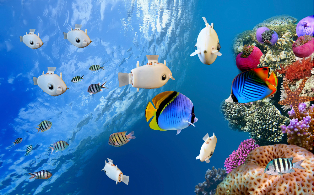 This handout photo obtained January 13, 2021 courtesy of Harvard University shows a Blueswarm intermingling with real fish. u00e2u20acu201d Harvard University/Florian Berlinger handout pic via AFP 