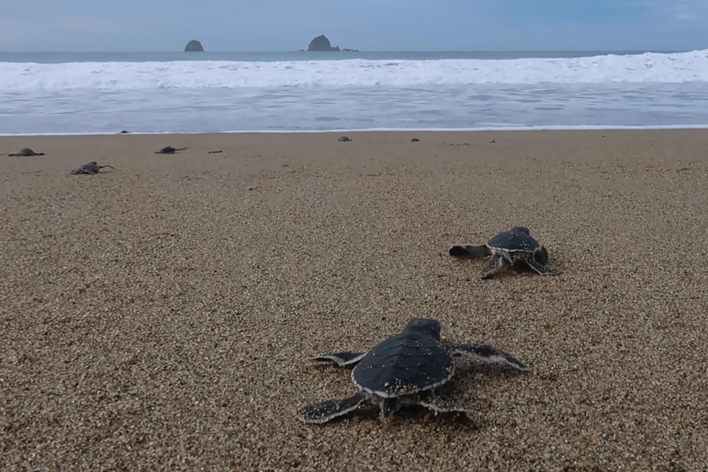 This picture taken December 2, 2020 shows baby sea turtles making their way out from the nests on a beach in Sukamade, Meru Betiri National Park in East Java. u00e2u20acu201d AFP picnn