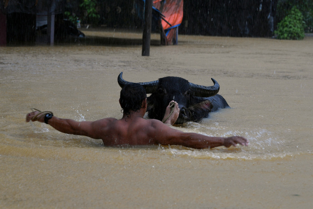 Buffalo breeder, Mohd Idrus Sulaiman, 47, tries to save his buffalo after the animal pen was flooded due to heavy rain during in Kampung Belimbing, Jongok Batu in Terengganu, January 6, 2021. u00e2u20acu201d Bernama picnn