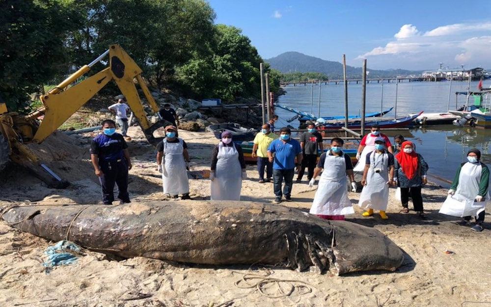 The carcass of a 1.5-tonne whale shark was found floating in the waters off Pulau Pangkor January 23, 2021. u00e2u20acu201d Picture via Twitter/Bernama