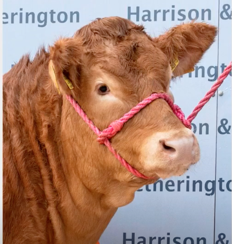The Limousin heifer from Shropshire, whose full name is Wilodge Poshspice, comes from a line of record holders. u00e2u20acu201d Screengrab from YouTuben