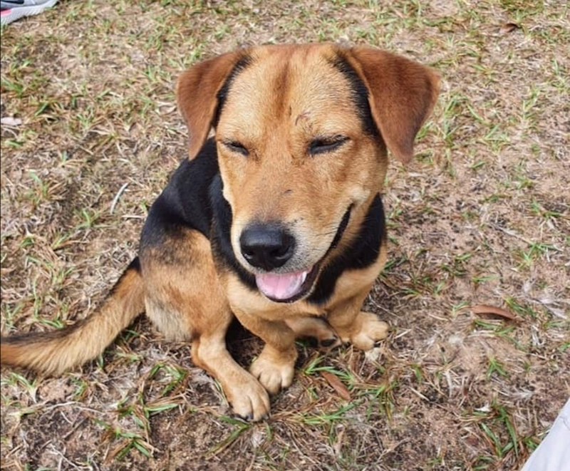 Internet users are mourning the death of community dog Kopi-O due to a hit-and-run incident on Singaporeu00e2u20acu2122s Pulau Ubin. u00e2u20acu201d Photo via Facebook/ Terence Tan