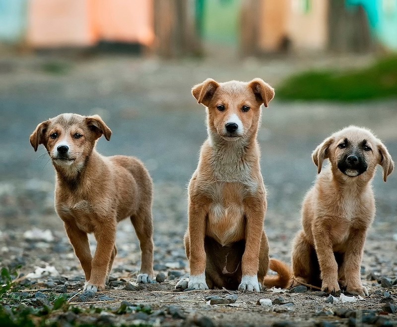 PLC successfully collected 6818.89kg of pet food to distribute to animal welfare groups. u00e2u20acu201d Picture from Unsplash