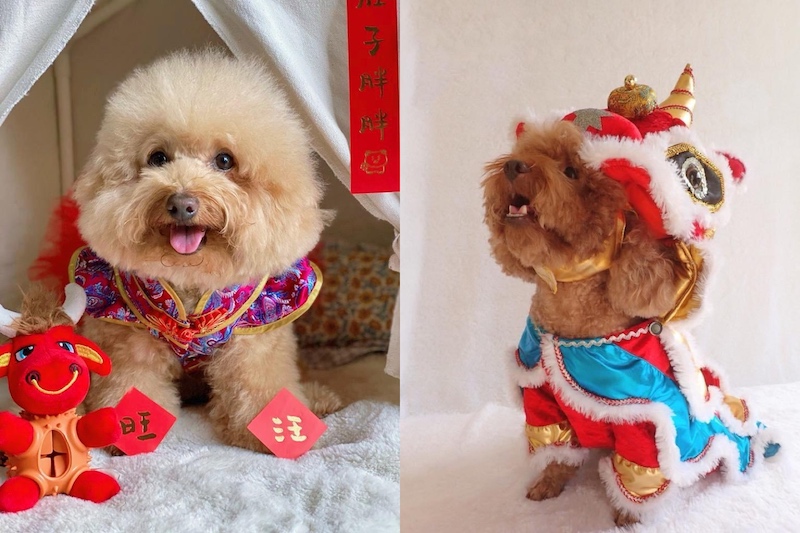 Yenn has designed all types of Chinese New Year apparel for dogs, including cheongsams, samfus, and even lion dance costumes. u00e2u20acu201d Picture courtesy of Furry Closet