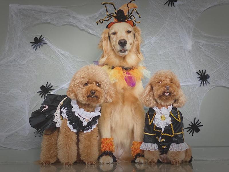 Yenn’s three furkids modelling pieces from a Halloween collection called ‘The Black Mystery.’ — Picture courtesy of Furry Closet